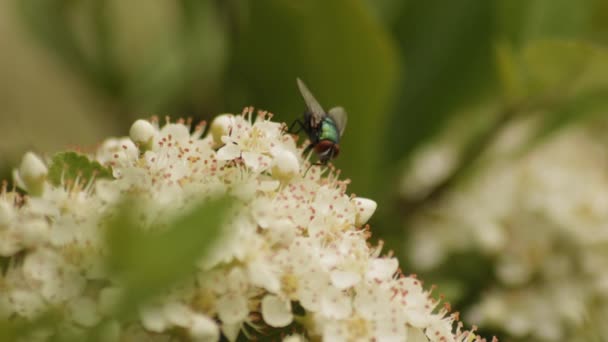 Common Green Bottle Fly Landing Firethorn Flowers Fly Away Selective — Video Stock