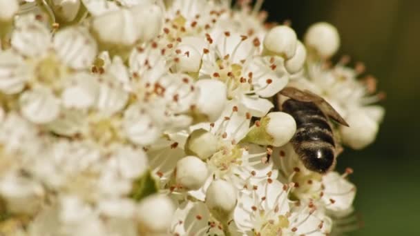 Africanized Honey Bee Pyracantha Firethorn Flowers Springtime Selective Focus Shot — Stock video