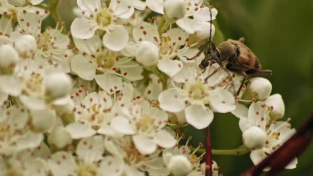 Longhorn Beetle Speckles Feeding Top Pyracantha Flowers Close Macro Shot — Stok video