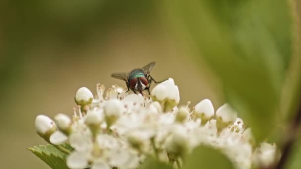 Bottle Fly Insect Sitting Firethorn Flowers Shallow Depth Field Selective — Stock video