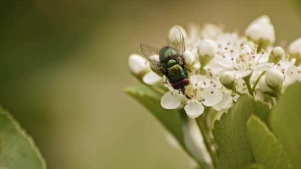 Firethorn Flowers Perching Common Green Bottle Fly Blurred Background Selective — Αρχείο Βίντεο