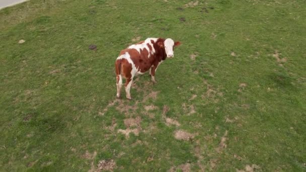 Brown Spotted Heifer Standing Field Motionless Confused Camera Drone Aerial — Stok video
