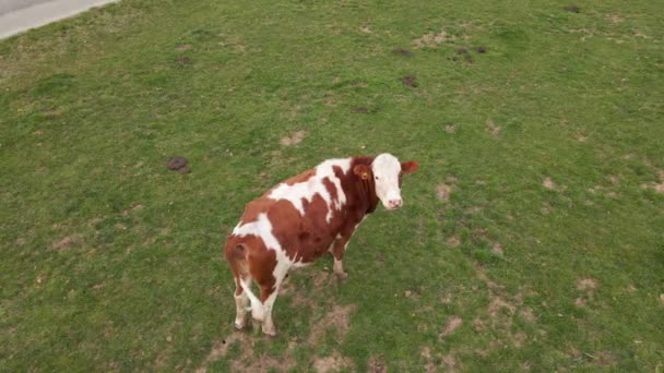 Brown White Spotted Female Cow Looking Curiously Camera Static Drone — Vídeo de stock