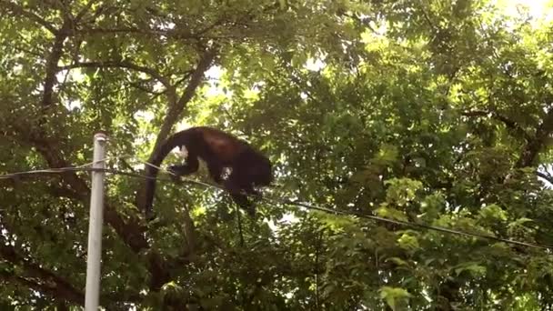 Howler Monkey Climbing Wire Costa Rica — Video