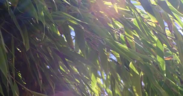 Sun Shining Bamboo Gently Waving Soft Breeze Forest Sunny Day — Stock video