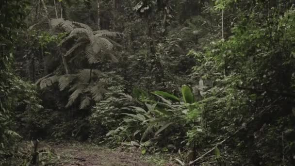 Rainforest Vertical View Background Close — Vídeo de stock