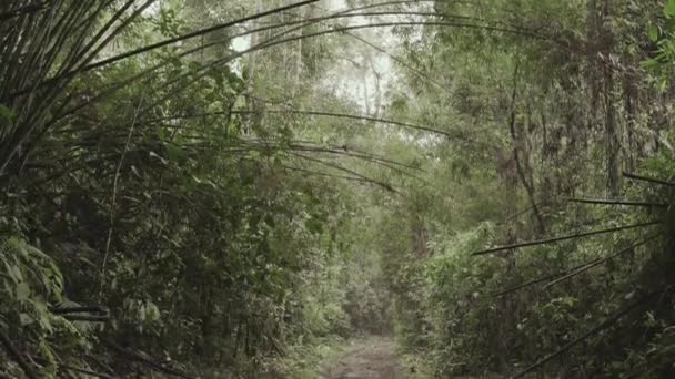 Trail Rainforest Brazil Background Close — 비디오