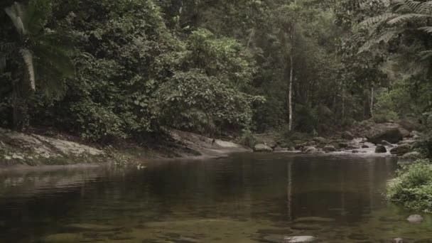 Forêt Tropicale Verte Rivière Calme — Video