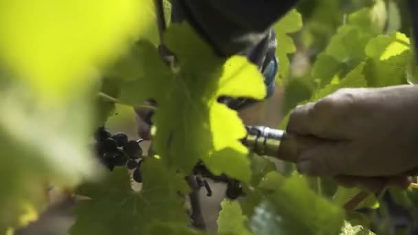 Сбор Винограда Вручную Помощью Биллхука Провансе Франции — стоковое видео