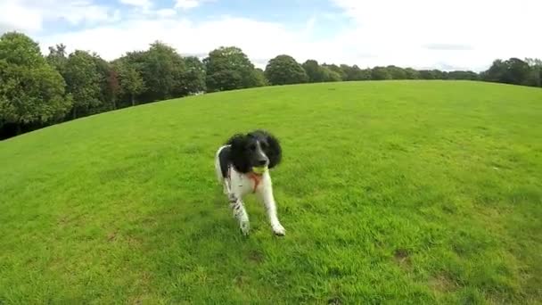 Spaniel Dog Slow Motion Park — Vídeos de Stock