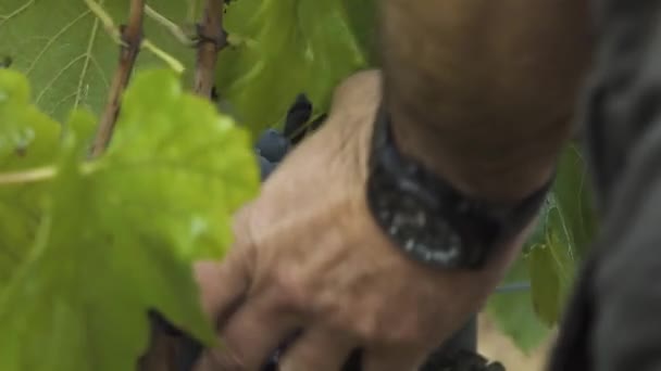 Close Someone Hands Using Clippers Grapes Harvest — Stok video