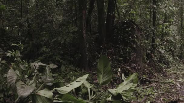 Forest Trail Background Close — Videoclip de stoc