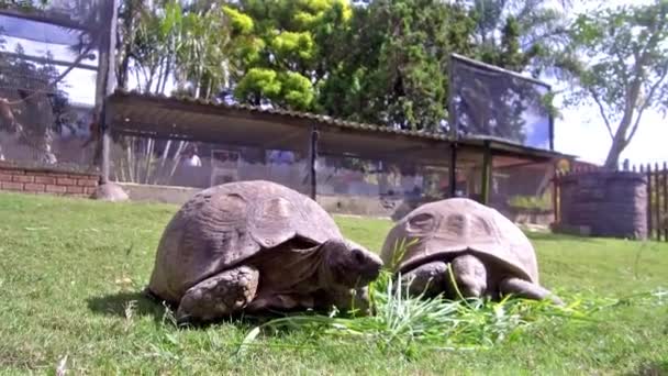 Two Tortoises Nursery Enjoying Some Fine Grass Pigeon Lands Frame — Stockvideo