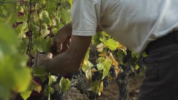Old Man Harvesting Grapes Hand South France — Stockvideo