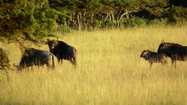 Herd Wildebeest Walking Field Young — Stock video