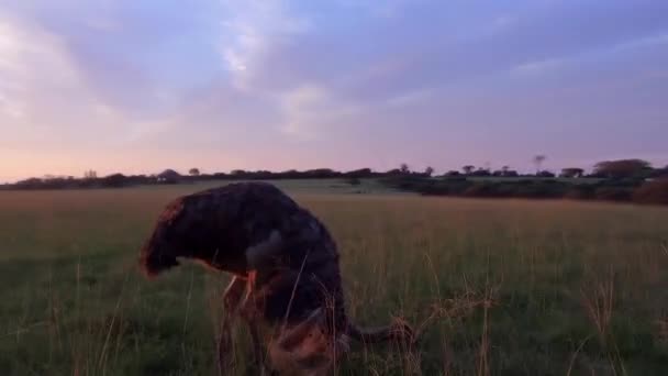 Circling Playful Female Ostrich Long Glass Beautiful South African Sunrise — 图库视频影像