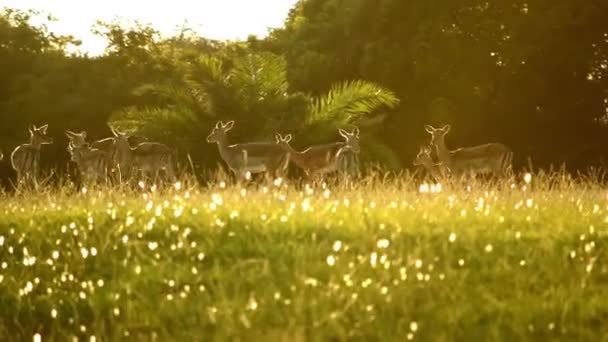 Impala Soaking Morning Rays Bright South African Autumn Day — Vídeos de Stock