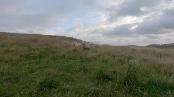 Four Curious Sweet Sheeps Walk Lush Meadow Camera Cloudy Day — Vídeo de stock