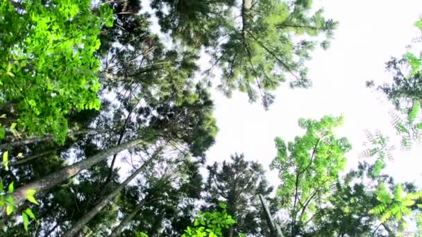 High Angle View Looking Tops Giant Trees Growing National Park — Stockvideo