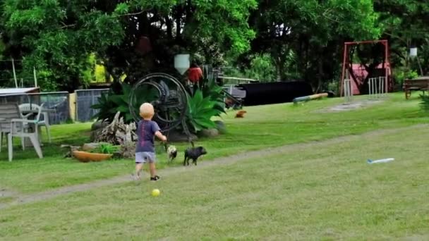 Little Boy Chasing Two Piglets Petting Zoo — Vídeo de Stock