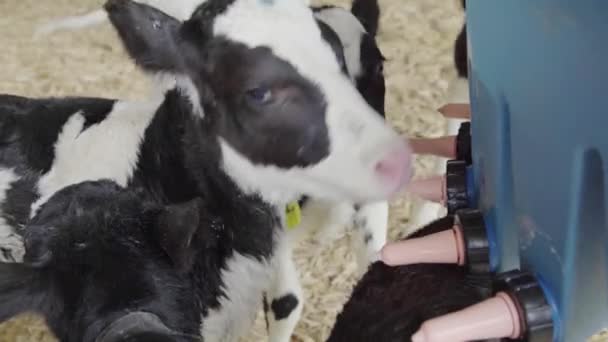 Young Calf Struggles Get Mouth Rubber Teat — Stock Video