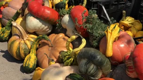 Different Kinds Pumpkin Halloween Street Market — ストック動画