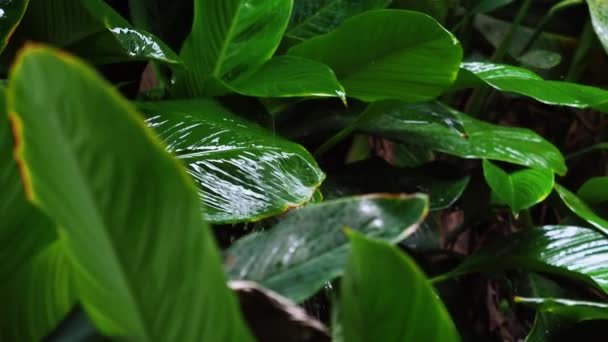 Raindrop Tropical Leaves Closeup Background — Αρχείο Βίντεο