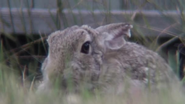 Grey Bunny Rabbit Scratches Its Head Green Grass Front Blue — стокове відео