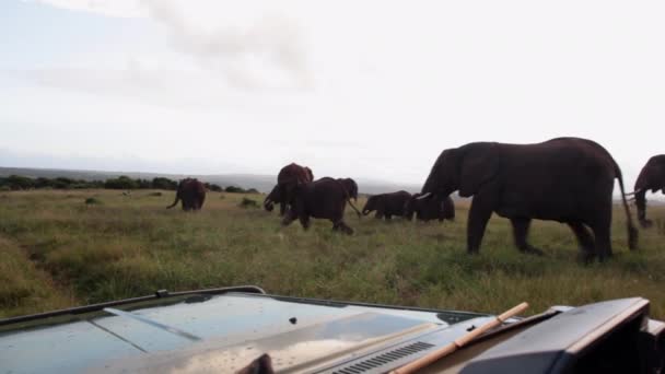 Herd Elephants Loxodonta Africana Walk Game Viewer Safari Kariega Private — Videoclip de stoc