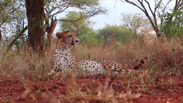 Female Cheetah Acinonyx Jubatus Lays Shade Viewed Eye Level Summer — стоковое видео