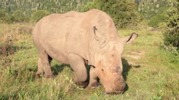 Horned White Rhino Ceratotherium Simum Slowly Grazes Game Viewer Vehicle — Stock Video