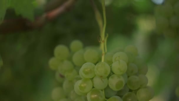 Vigne Dans Potager Bio — Video