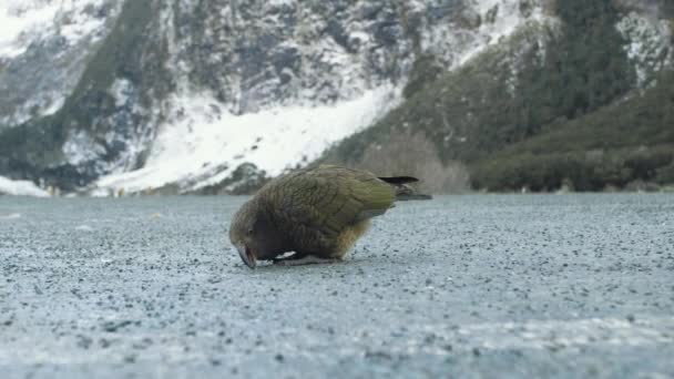 Редкая Исчезающая Птица Кеа Единственный Мире Альпийский Попугай Новой Зеландии — стоковое видео
