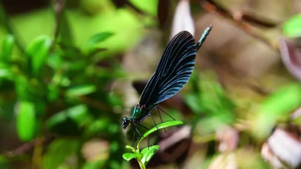 Blue Damselfly Male Opening His Mouth Lingonberry Leaf Flies Away — Stock Video