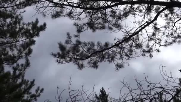Wind Swinging Pine Tree Clouds — Stockvideo