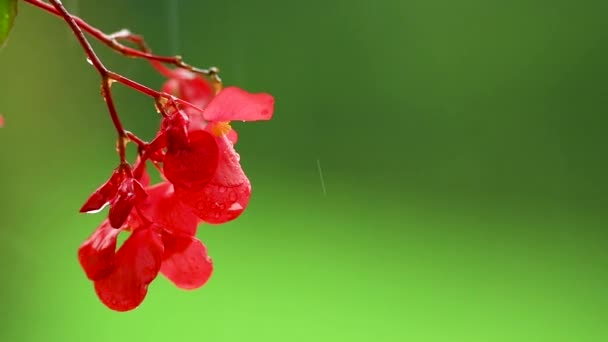 Röd Impatiens Blomma Grön Bakgrund Regn Röd Balkong Blommor Bakgrunden — Stockvideo