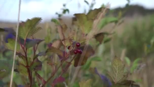 Close Shot Berry Reed — Stockvideo