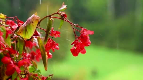 在雨中 红色的花朵在绿色的背景上 红色的阳台上 背景不集中 雨滴落在花瓣上 四处飞溅 — 图库视频影像