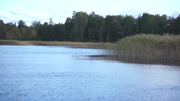 Bird Nesting Lake Autumn — Stockvideo