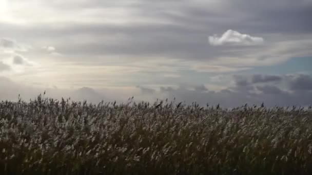 Lake Wind Reeds — Stockvideo