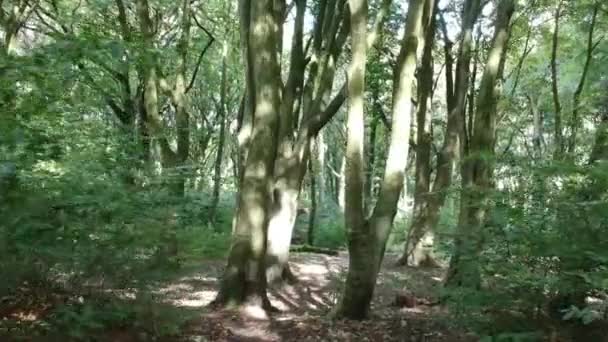 Durch Wald Bäume Laub — Stockvideo
