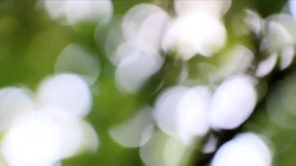 Зелений Фон Природи Сонце Світить Через Дме Зелене Листя Літні — стокове відео