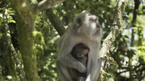 Macaque Monkey Sitting Tree Its Offspring — Αρχείο Βίντεο