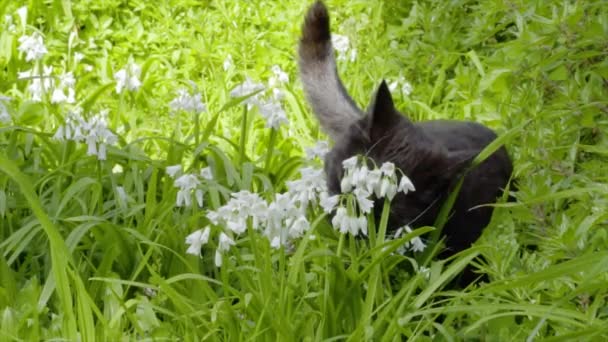 Black Cat Eats Grass Background — Wideo stockowe