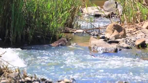 Uma Lontra Grande Aonyx Capensis Alimenta Pequeno Crocodilo Nilo Rio — Vídeo de Stock