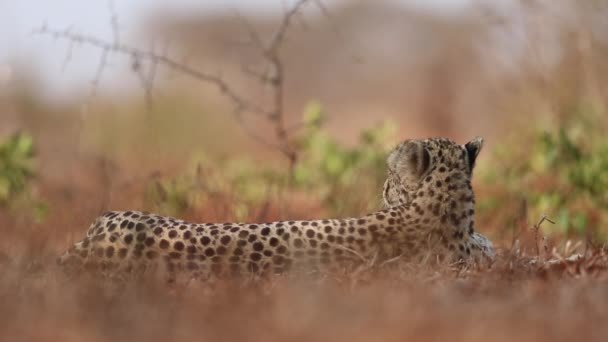 Female Cheetah Acinonyx Jubatus Lays Shade Viewed Eye Level Summer — стоковое видео