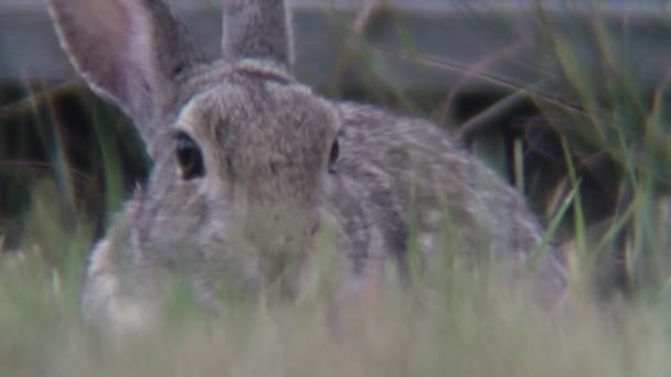 Старий Сірий Кролик Обідає Траві — стокове відео