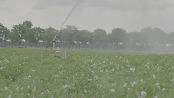 Large Water Sprinkler Potato Field — ストック動画