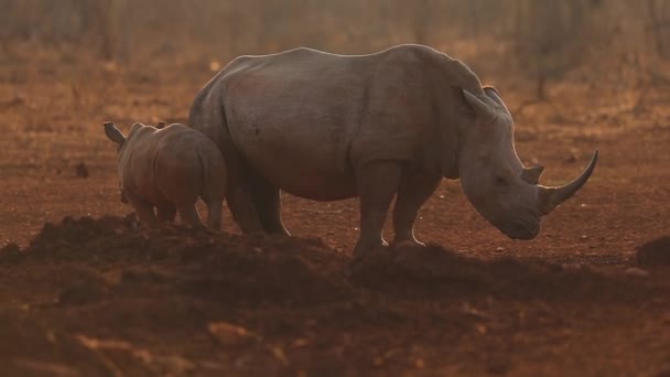 Female Rhino Her Calf Ceratherium Simun Slowly Mill Waterhole Late — Stok video