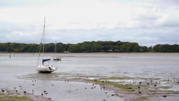 Low Tide Chichester Harbour — Stockvideo